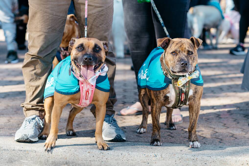 Vital Funds: The biggest fundraiser on four legs will take place this Sunday, May 19. Photo: RSPCA NSW.