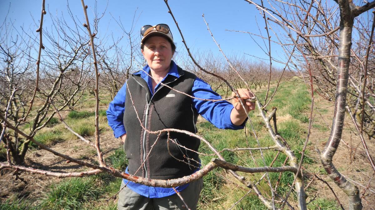 PICKERS NEEDED: Paula Charnock of Thornbrook Orchard usually runs a 'pick your own' system for Sydney tourists during summer. PHOTO: JUDE KEOGH