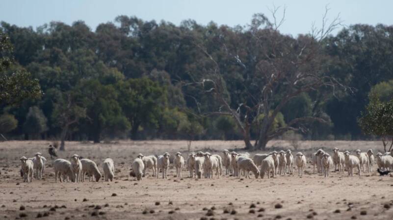 Sheep scratch around for remaining grass amid the dusty paddocks near Warren.