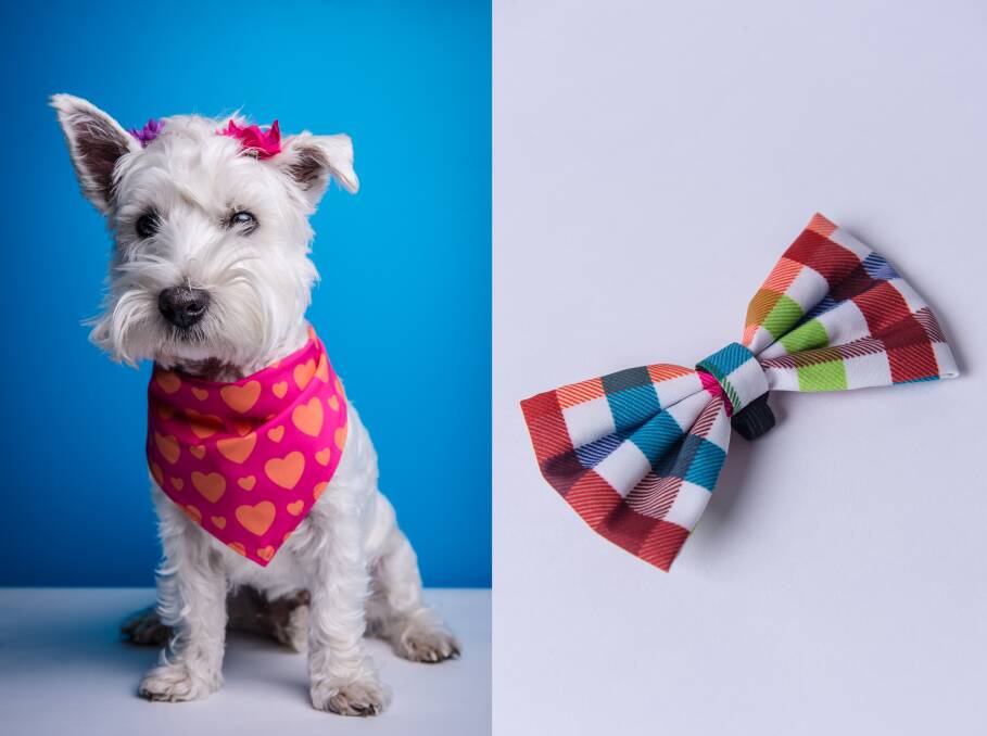 How to keep your furry friends dressed to impress | Trending