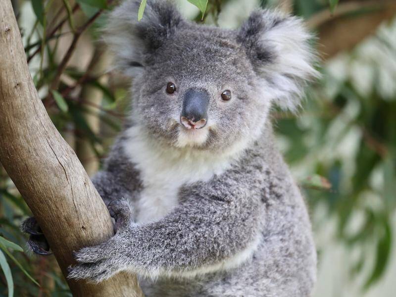 Koalas have been listed as an endangered species in NSW.