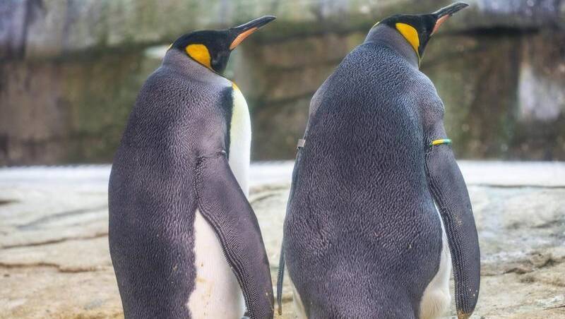 Berlins Gay Penguins Fail To Hatch Egg Western Advocate Bathurst Nsw 