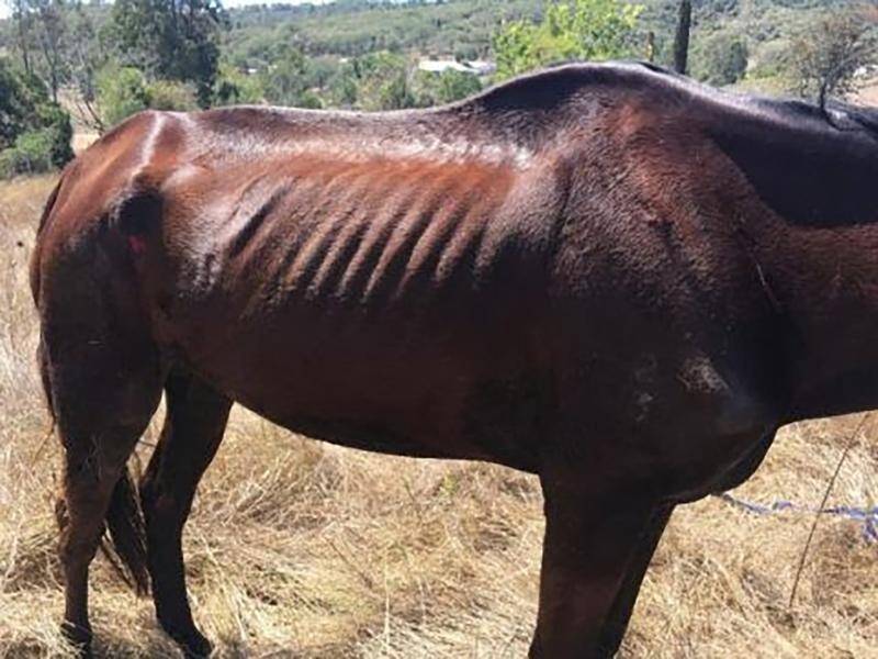 Three people are facing charges after a retired racehorse was found severely neglected in Qld.