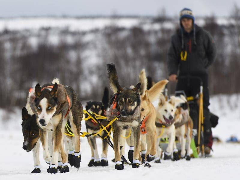 Frenchman Nicolas Petit is leading the Iditarod Trail Sled Dog Race across the Alaskan wilderness.