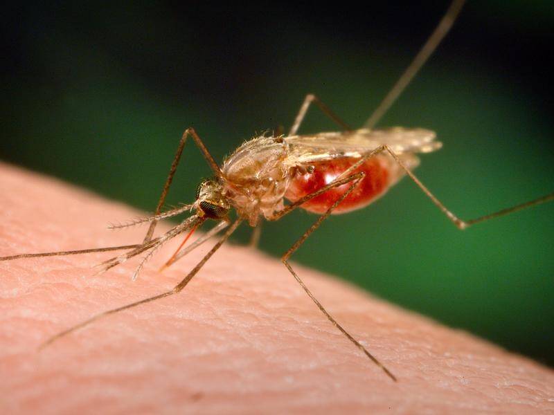 US Scientist are developing a "mosquito birth control" drug to curb the spread of malaria.
