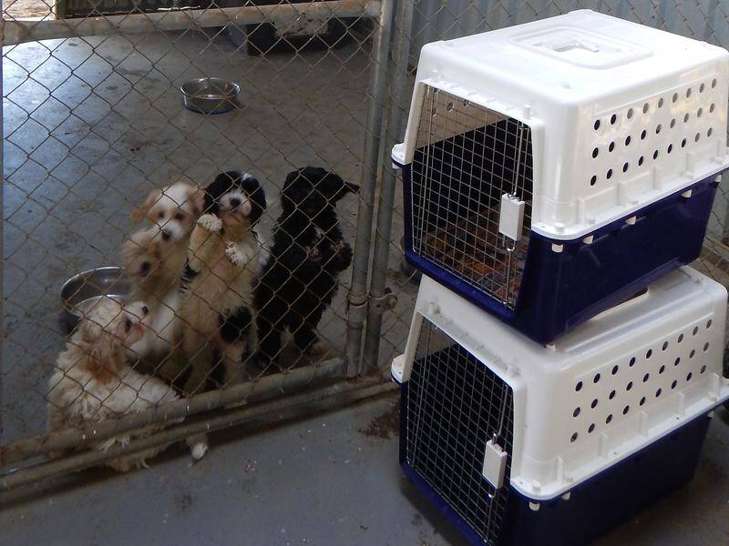It's raining cats and dogs at SA RSPCA shelter | Western Advocate |  Bathurst, NSW