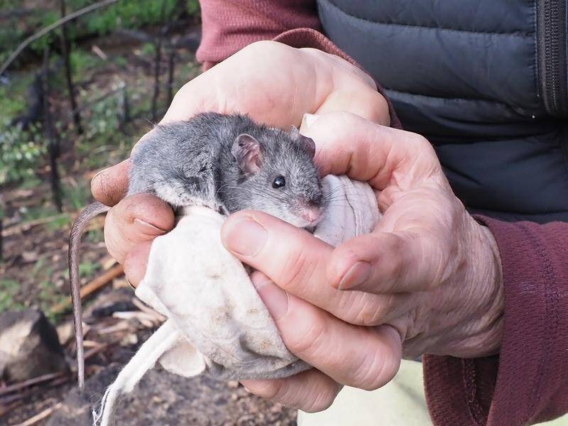 The critically endangered Smoky Mouse has survived summer bushfires in the Kosciuszko National Park.