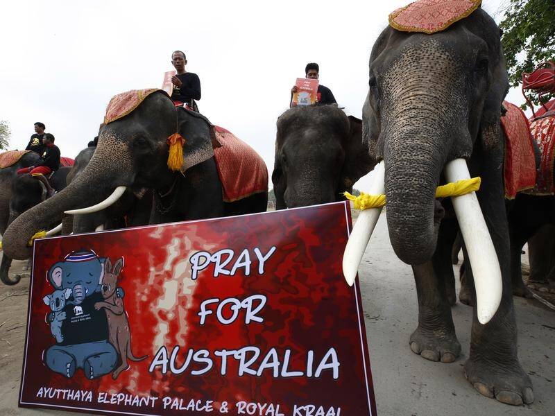 Elephants in Thailand have marched in tribute to the animal victims of Australia's bushfires.