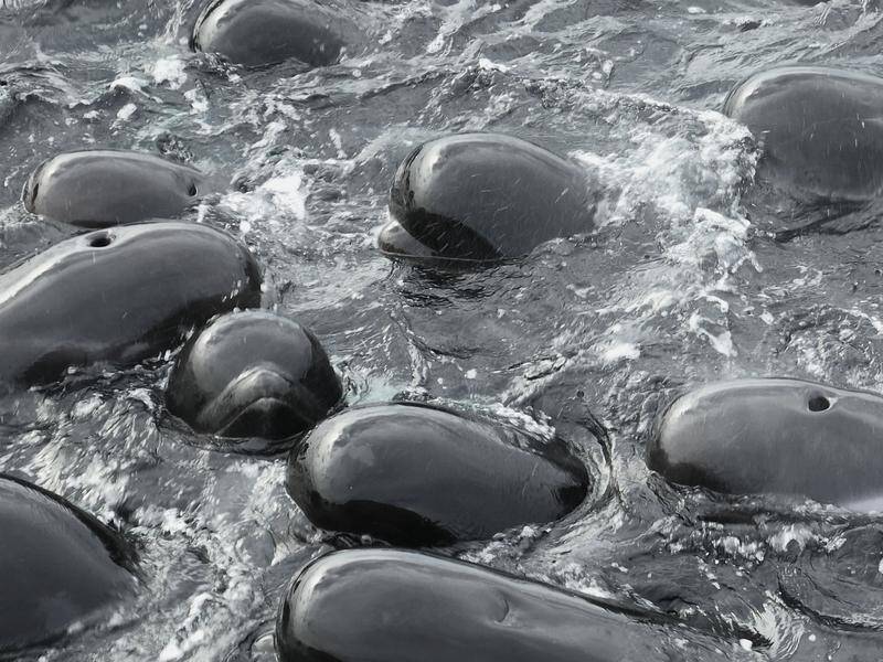 In Australia's worst stranding, about 470 long-finned pilot whales beached in Macquarie Harbour. (AP PHOTO)
