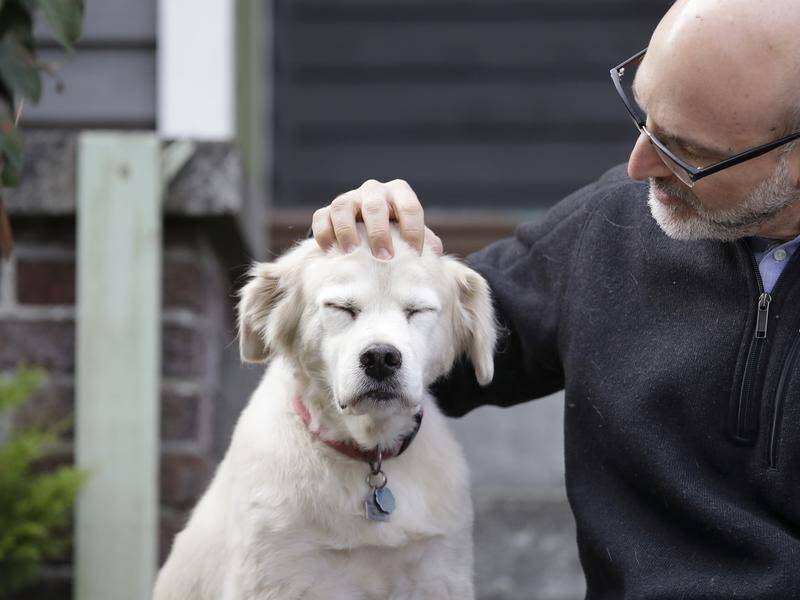 Scientists hope a study of ageing in dogs will provide new insights into the process for humans.