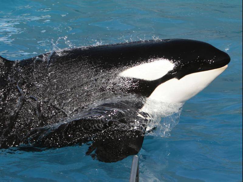 Scientists have found a killer whale in France capable of imitating the sounds of human speech.