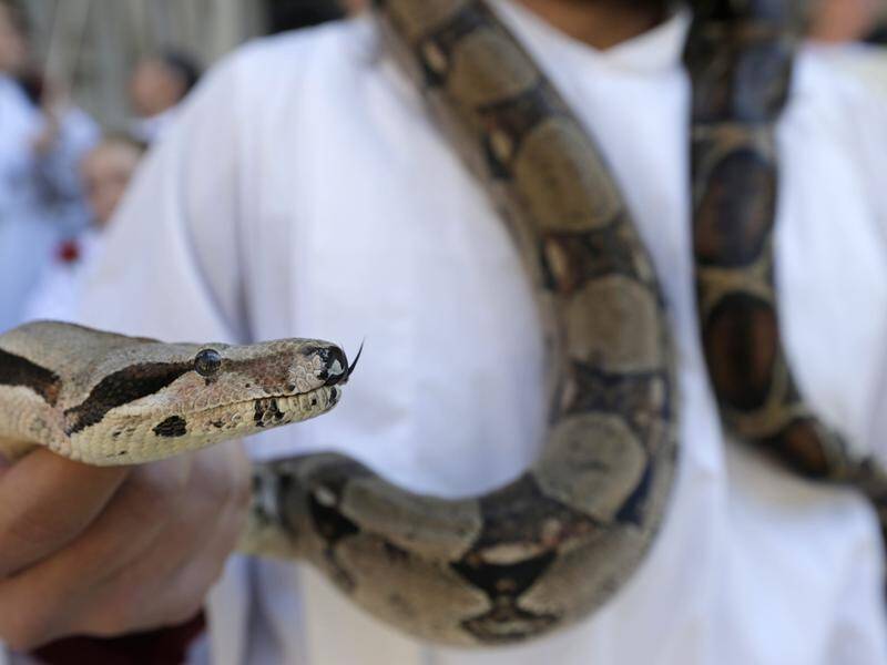 A snake catcher says a boa constrictor missing in Sydney will go to ground during hot weather.