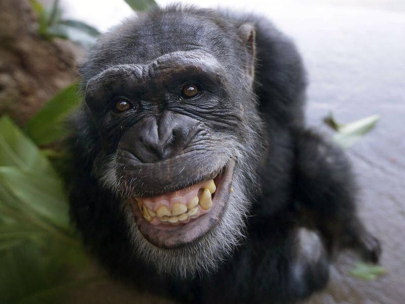 Scientists have long known that chimpanzees use various vocalisations in the wild.