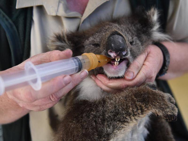 Koalas got more mentions on social media than Labor leader Anthony Albanese during the bushfires.