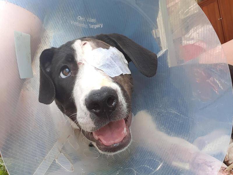 Watson has a new home after being found in Mackay with bullet wounds to his face and leg.