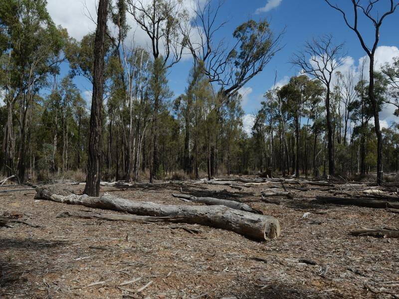 Logging is a threat to species but not recognised under federal environment law, a committee heard. (Dean Lewins/AAP PHOTOS)