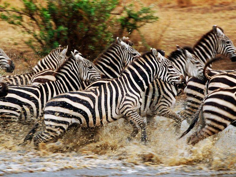 Stripes can help animals to confuse predators if they move fast enough, new research indicates.
