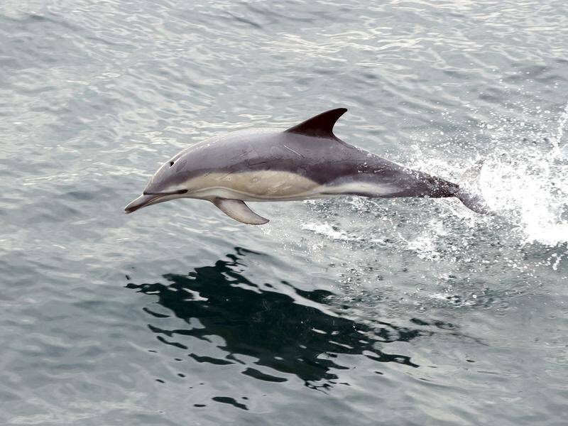 Wildlife conservationists say seismic testing off the Newcastle will harm dolphins.