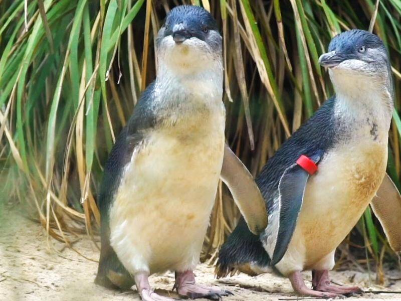 Three teenagers have been charged with animal cruelty after an attack on penguins in NW Tasmania. (PR HANDOUT IMAGE PHOTO)