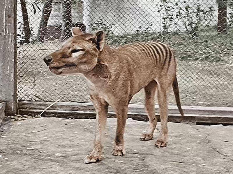 Benjamin died in captivity in 1936, about two months after the species was granted protected status.
