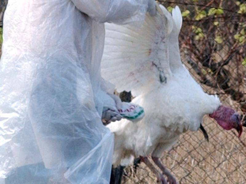 The US has recorded its first known human case of H5 bird flu but authorities say the risk is low.