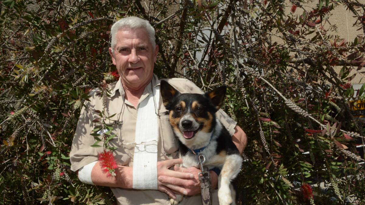 DAMAGED: Ron Webb and his dog Junior near the bottlebrush tree in the CBD he has nurtured for the past eight years. It flowered last week, but has since lost its 
bottlebrushes. Photo: PHILL MURRAY 	111015pron