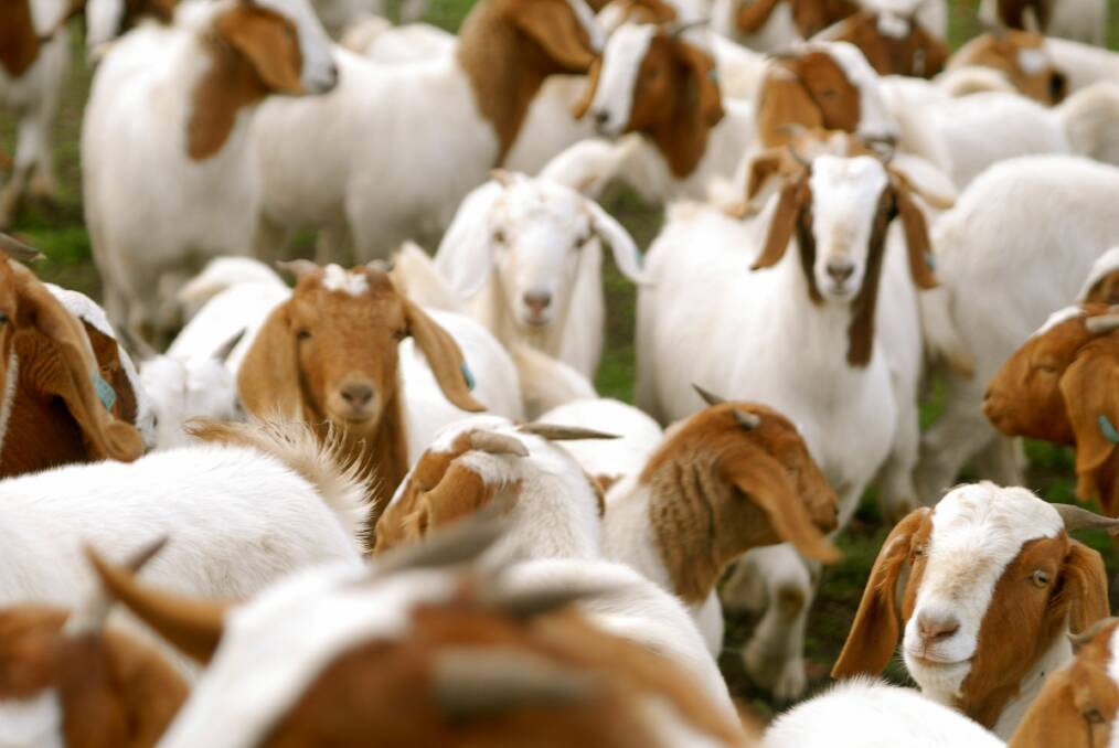 UNHAPPY: A proposed goat abattoir near Blayney has neighbours up in arms.