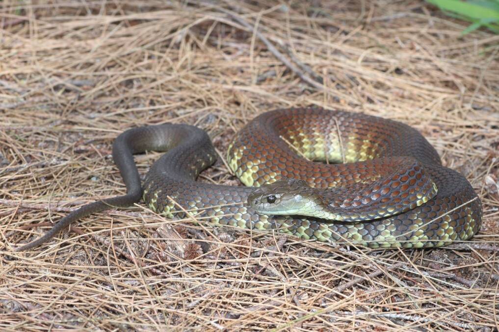 SLITHERING IN: The tiger snake that was found at an O'Connell residence last week. Photo: SUPPLIED