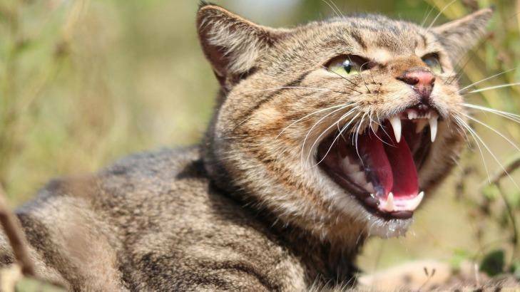 WILD: Bathurst Regional Council is reminding the community to report feral cat sightings.