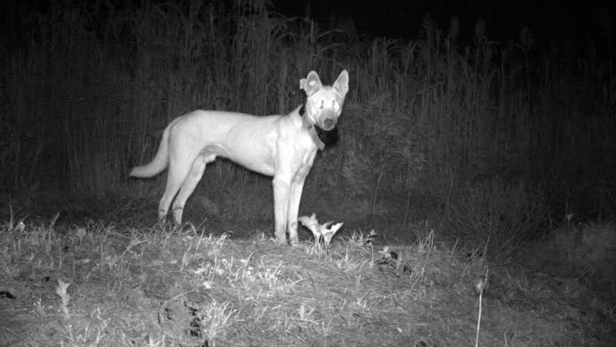 FERAL ANIMAL: NSW Department of Primary Industries research has found success in managing wild dog populations along the Great Dividing Range. Photo: SUPPLIED