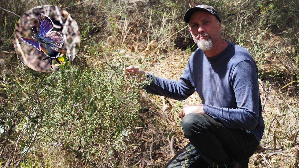 NEW HOMES: Bathurst ecologist Ray Mjadwesch has been acknowledged in a national scientific journal for his work to relocate purple copper butterfly [insert] colonies around the region. Photos: SAM BOLT, SUPPLIED