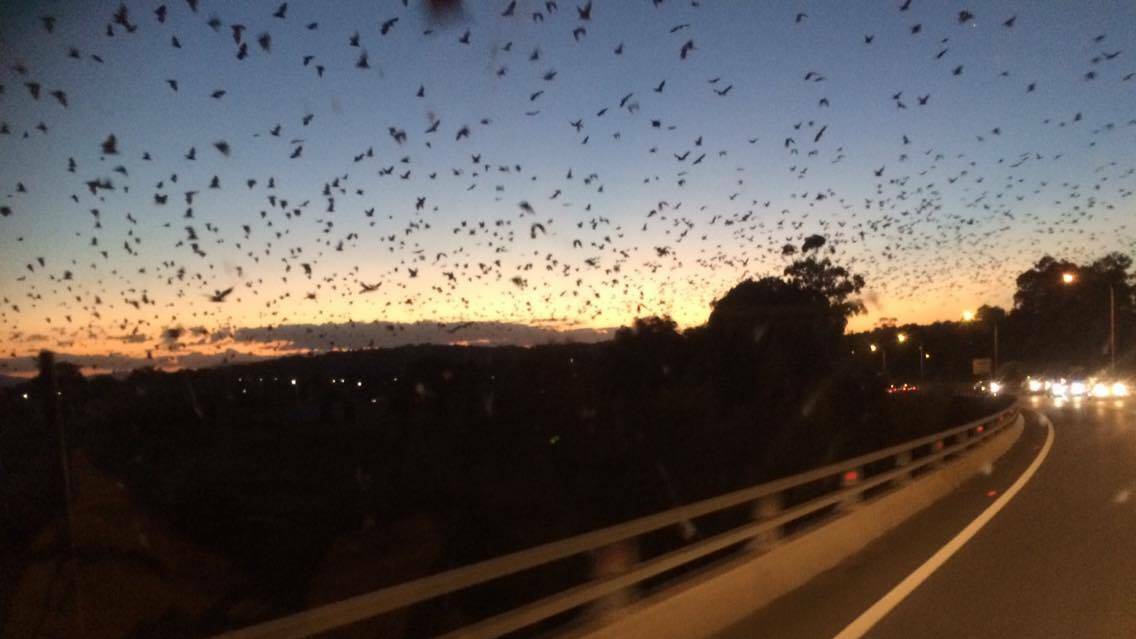 BIG NUMBERS: Around 30,000 grey headed and little red flying foxes were living around Singleton. Photos: THE SINGLETON ARGUS 012318bats6