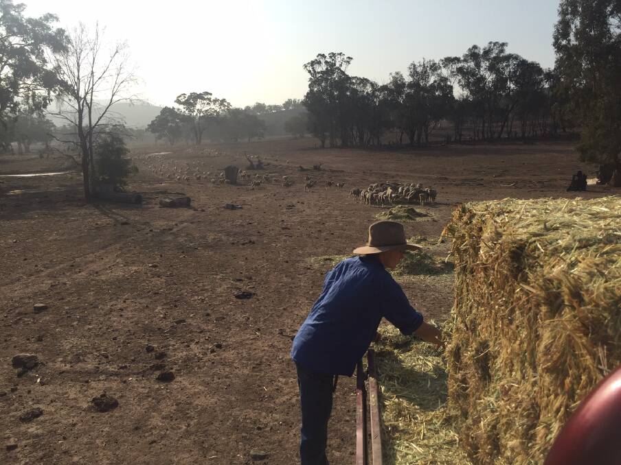 GREENER PASTURES: The drought may be over for some farmers, but others are still struggling.
