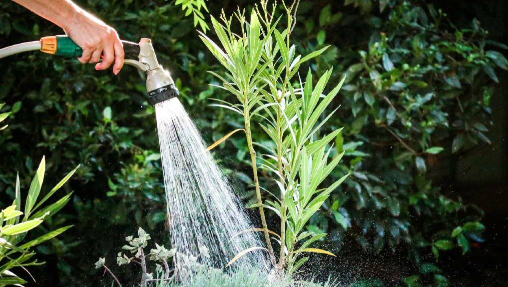 BANNED: Residents will not be allowed to water their garden using a hose once new water restrictions come into effect on Monday, February 24. Photo: FILE