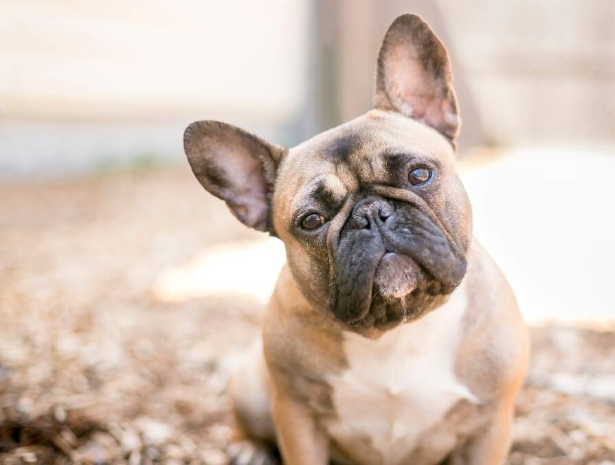 DON'T BE FOOLED: Scammers are targeting pet lovers online, police warn. Photo: SHUTTERSTOCK