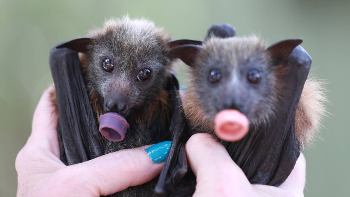 LITTLE ONE: A grey-headed flying fox pup, with a dummy in its mouth, being cared for by a WIRES volunteer. Photo: PHIL BLATCH 010618pbbat4 (2)