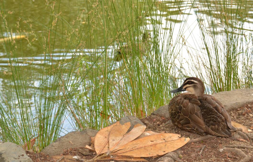 SNAPSHOT: One of the ducks in Machattie Park taking a break by the water's edge. Photo: NADINE MORTON 011118nmsnap