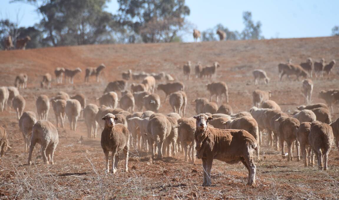 DRY TIMES: Forget the coronavirus and the summer bushfires, farmers right across NSW are still struggling with the drought. Photo: AMY MCINTYRE