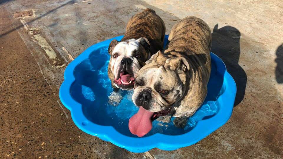 COOLING OFF: A dip in the pool was the perfect way to beat the heat for this pair of pooches. Photo: SHI MARTYR
