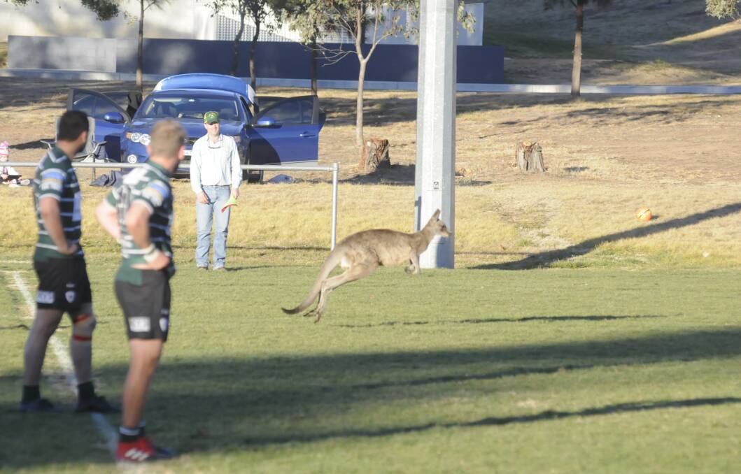 CAMEO APPEARANCE: Kangaroos have long been a feature at Charles Sturt University's Bathurst, Orange and Dubbo campuses, but their numbers have increased with the drought. This roo was spotted hopping past a CSU vs Orange Emus Rugby in July 2017. Photo: CHRIS SEABROOK 072917cskippy