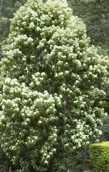 A lemon myrtle tree. Photo: SUPPLIED