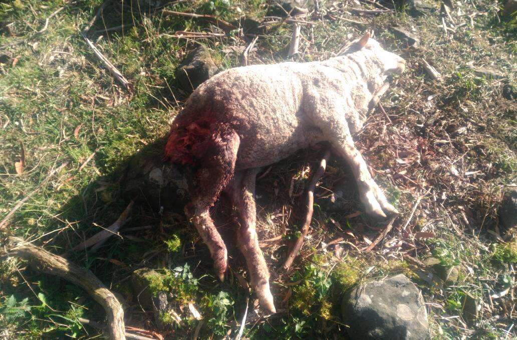 ATTACK VICTIM: A sheep killed in overnight wild dog attack at Illford. Photo: EVA MAHY 021419dog4