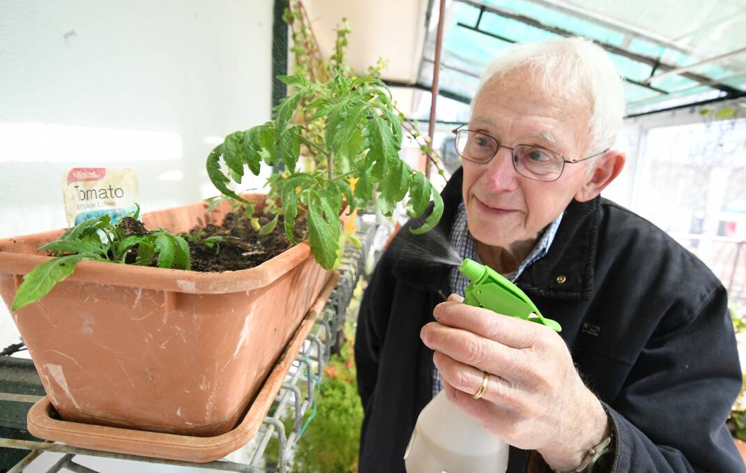 GREEN THUMBS WANTED: It's time to put your tomato growing skills to the test, Rotary Club of East Bathurst's Robin Price says. Photo:CHRIS SEABROOK 091019ctomatos1