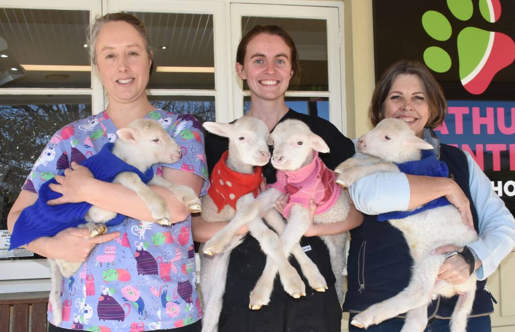 HERE TO HELP: Bathurst Central Vet Hospital veterinarians Kirsten Ingwersen and Zoe Blank with the poddy lambs Noni Cole is looking after. Photo: NADINE MORTON 082319nmlamb2