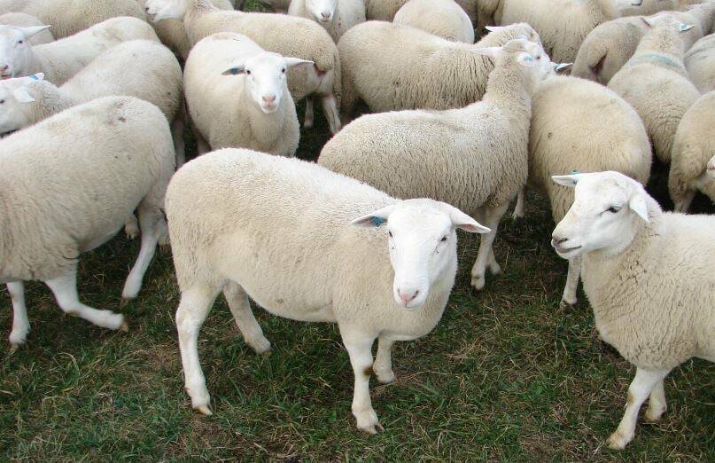 GONE: Stock thieves have targeted a small flock of sheep on a Mandurama property. Photo: NSW POLICE