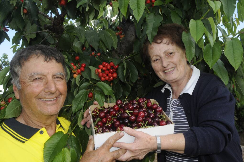 SWEET SEASON: Hillview Cherry Farm's George and Marietta Khoury with a box of supreme cherries and (at back) Oregon cherries. Photo: CHRIS SEABROOK 112217cherry