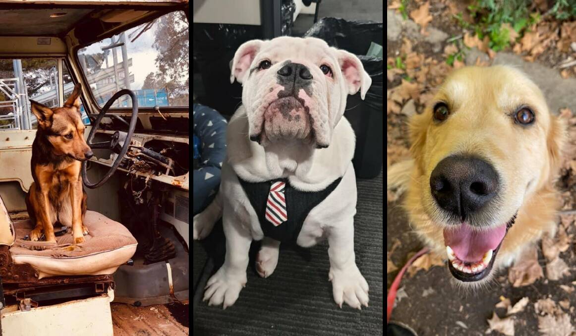 OFF TO WORK: Some of your four-legged best mates on Take Your Dog to Work Day. Photos: SUPPLIED