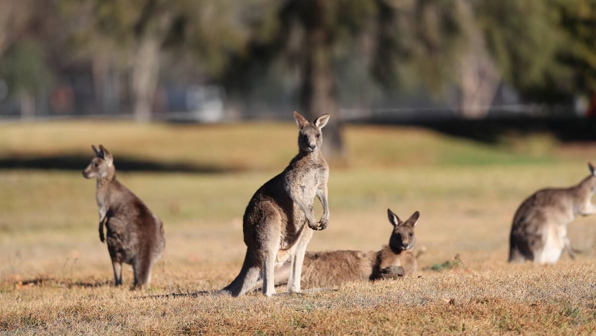 SNAPSHOT: These kangaroos were spotted enjoying the peace and quiet at Charles Sturt University on Saturday. Photo: PHIL BLATCH 062318pbsnap1