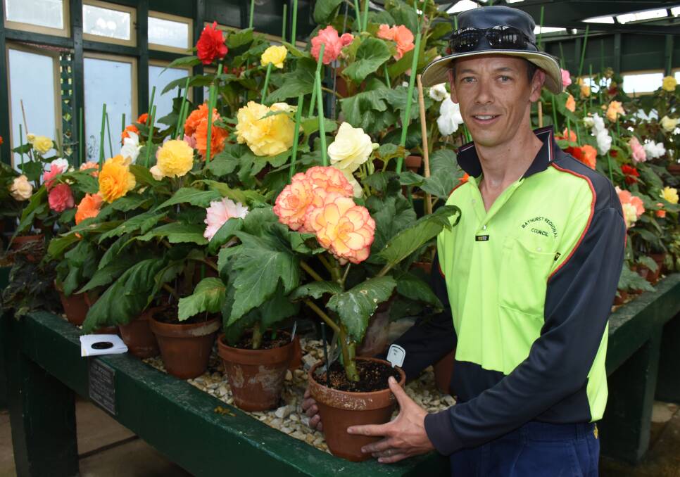 ON SHOW: Bathurst Regional Council parks staff Dan Watson says the Begonia House is well worth a visit. Photo: NADINE MORTON 021518nmbegonia2