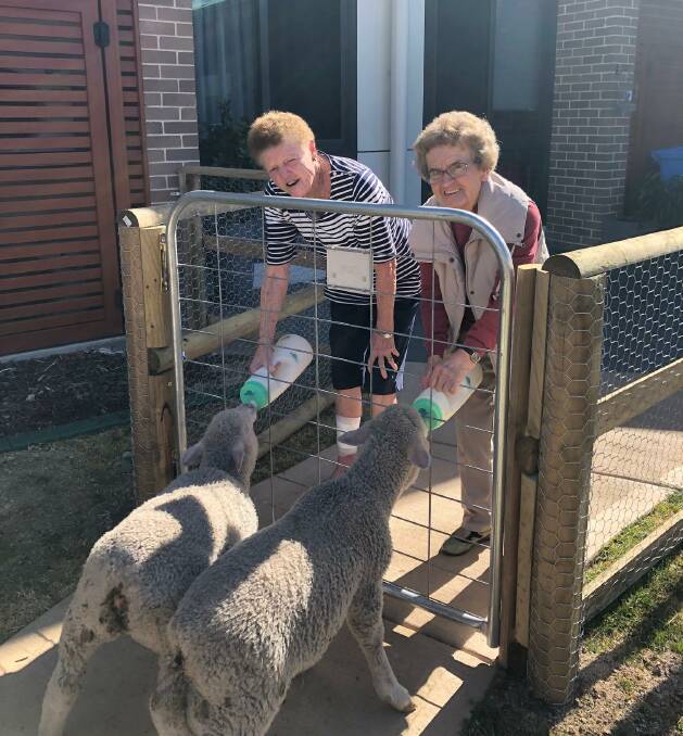 HANDS ON: Residents Bev Johnson and Bev McGowen bottle feeding poddy lambs at Bathurst's Opal Aged Care. Photo: SUPPLIED